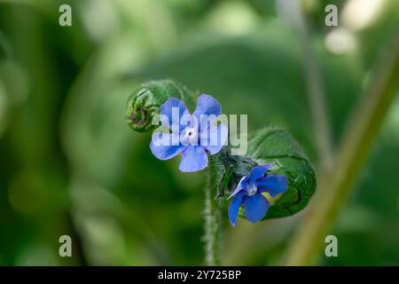 Pentaglottis sempervirens, grüne Alkanetblüte mit verschwommenem grünem Hintergrund Stockfoto