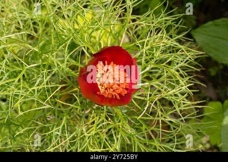 Paeonia tenuifolia, Pfingstrosenblüte, Nahaufnahme Stockfoto