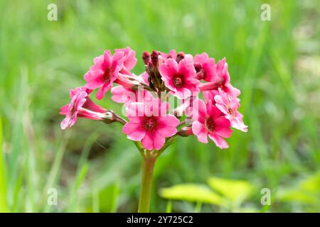 Primula japonica, japanische Primrose, mit einem verschwommenen grünen Hintergrund Stockfoto