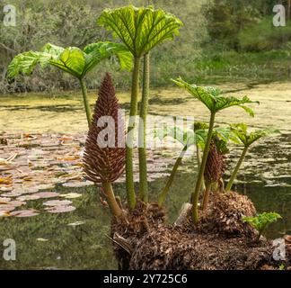 Gunnera manicata, riesige Rhabarberpflanze vor einem Teich Stockfoto