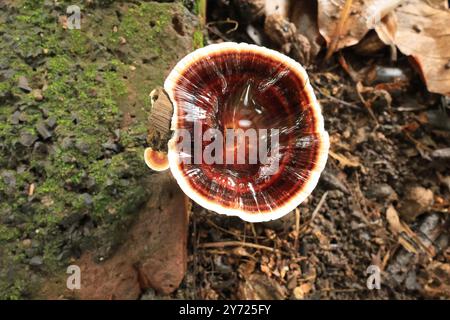 Die komplizierten Muster und die einzigartigen Texturen sorgen für ein atemberaubendes Display. Amaurodermie spielt eine entscheidende Rolle im Zersetzungsprozess. #Amaurodermie. Stockfoto