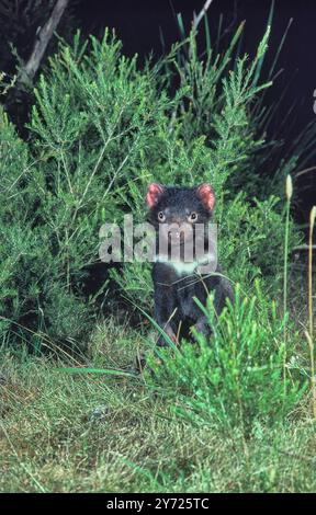 Tasmanian Devil Sarcophilus harrisiis steht auf Hinterbeinen, Jugendliche, die kürzlich im Mt William National Park in Tasmanien, Australien, fotografiert wurden Stockfoto