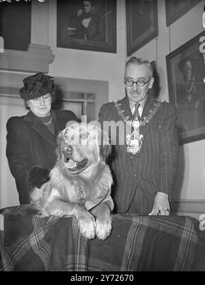 Silbermedaille Für Golden Retreiver. Die Volksdispensary für kranke Tiere erhielt ihre besondere Silbermedaille an „Laddie“ – einen Golden Retreiver, der Mr. A. gehört P Spieler von Fishbourne, Isle of Wight. Als Mr. Player's Enkel und ein anderer Junge um Hilfe rufen, als ihr Boot ins Meer gefegt wurde, schwamm Laddie dann mit dem Bär im Schlepptau zurück. Die Silbermedaille ist das Äquivalent zur Dickin-Medaille (The Animals' V.) C) und bisher wurden nur fünf Medaillen vergeben. Das Bild zeigt: 'Kopf eines Helden' - Mut und Intelligenz spiegeln sich in dieser Nahaufnahme von Laddie nach seinem P. D. S. A. Decoratio wider Stockfoto