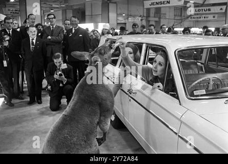 Das Model Justine aus Melbourne überreicht dem Känguru Joey einen Titbit , während Sue Donovan auf dem Rücksitz dieses viertürigen Chrysler Valiant "Medium"-Standwagens sitzt , der auf der 51. Internationalen Automobilausstellung im Earls Court in Lodnon zu sehen war . Das Auto wird in Australien produziert und es ist das erste Mal, dass ein in Australien hergestellter Wagen auf den Shows zu sehen ist. 18. Oktober 1966 Stockfoto