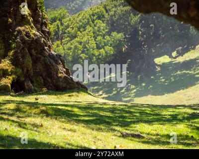 Im mystischen Lorbeerwald Laurisilva, auch bekannt als Feengarten oder Nebelwald, auf Madeira. Der Lorbeerwald liegt im Nordwesten des Landes Stockfoto