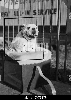 Tag für Hunde. Mehr als 3000 Hunde aller Rassen waren heute bei Olympia für die Ladies Kennel Association Show zu sehen, die erstmals seit dem Krieg stattfand. Es gab mehr Aussteller, mehr Hunde und fast doppelt so viele Beiträge wie bei der letzten Messe im März 1939. Dachshands, Corgis, Cocker Spaniels und Barkless Basenjis gehörten zu den beliebtesten ausgestellten Rassen. Fotoshows, Ossulton Mark, ein guter Bulldog, im Besitz von Mr. R. H. Galvin aus Surrey, fand bald einen Job für die Show, die heute begann. Er wurde für zwei 7 Wochen alte Peke Happes verantwortlich gemacht, brachte die Show von Mrs. Rupert Waring aus Whitley, Surrey. 25 Stockfoto