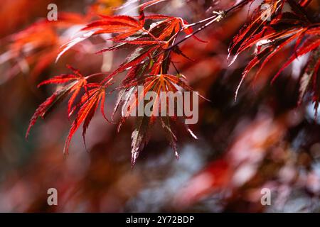 Der Red Japanese Maple, wissenschaftlich bekannt als Acer palmatum, ist ein markanter Laubbaum, der für sein lebhaftes Laub und seine anmutige Form bekannt ist. Stockfoto