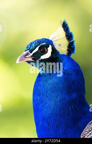 Der Blick dieses Pfauens in einem Moment königlicher Präsenz offenbart die atemberaubende Schönheit der Natur aus nächster Nähe. Stockfoto