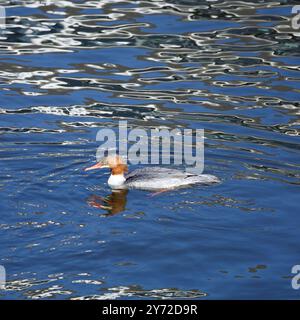 Merganser Ente (Gänseander) weiblich, Erwachsene, Wintergefieder. Winterbesucher Cardiff Bay nahm am 2023. Januar Mergus merganser ein Stockfoto