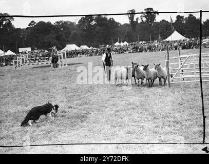 Aufrunden. "Rag", ein Schäferhund im Besitz von Mark Hayton aus Ilklay, Yorks, arbeitet mit seinem Meister vor einer großen Menschenmenge im Broadlands Park, Romsey, wo Prozesse von der Romsey Agricultural and Horse Show Society abgehalten wurden. Broadlands Park ist die Heimat von Viscount und Viscountess Mountbatten im New Forest, mit deren Erlaubnis die Veranstaltung abgehalten wurde. 11. September 1947 Stockfoto