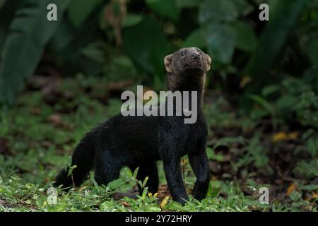 Wildes Tayra (Eira barbara) im Norden von Costa Ricar. Tayras sind auch als Tolomuco oder perico ligero in Mittelamerika bekannt, motete in Honduras, irar Stockfoto