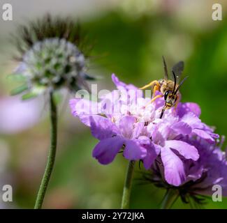 Makro einer großen gebänderten Furchenbiene auf einer scabiosa-Blüte Stockfoto