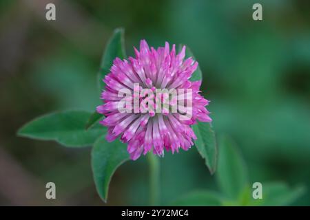 Sommer GB, rote Kleeblatt-Blumen-Detail Stockfoto