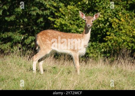 Summer UK, Alarm Brach Deer Fawn, der die Kamera ansieht Stockfoto