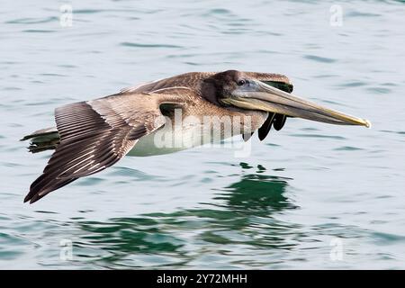 Der Malibu Pelican, ein majestätischer Küstenvogel, schwingt anmutig über den Pazifik, bekannt für seine beeindruckende Flügelspannweite, seine Angelkünste und seine ruhige Präsenz Stockfoto