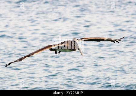 Der Malibu Pelican, ein majestätischer Küstenvogel, schwingt anmutig über den Pazifik, bekannt für seine beeindruckende Flügelspannweite, seine Angelkünste und seine ruhige Präsenz Stockfoto