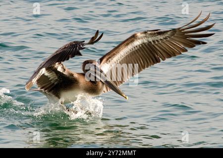 Der Malibu Pelican, ein majestätischer Küstenvogel, schwingt anmutig über den Pazifik, bekannt für seine beeindruckende Flügelspannweite, seine Angelkünste und seine ruhige Präsenz Stockfoto