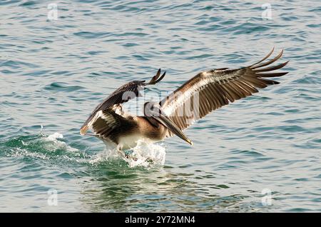 Der Malibu Pelican, ein majestätischer Küstenvogel, schwingt anmutig über den Pazifik, bekannt für seine beeindruckende Flügelspannweite, seine Angelkünste und seine ruhige Präsenz Stockfoto