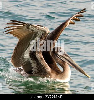 Der Malibu Pelican, ein majestätischer Küstenvogel, schwingt anmutig über den Pazifik, bekannt für seine beeindruckende Flügelspannweite, seine Angelkünste und seine ruhige Präsenz Stockfoto