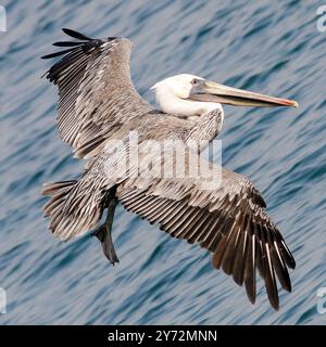 Der Malibu Pelican, ein majestätischer Küstenvogel, schwingt anmutig über den Pazifik, bekannt für seine beeindruckende Flügelspannweite, seine Angelkünste und seine ruhige Präsenz Stockfoto