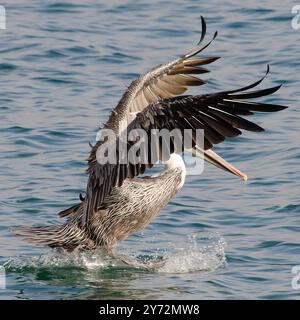 Der Malibu Pelican, ein majestätischer Küstenvogel, schwingt anmutig über den Pazifik, bekannt für seine beeindruckende Flügelspannweite, seine Angelkünste und seine ruhige Präsenz Stockfoto