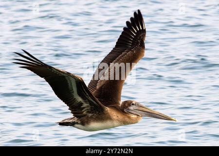 Der Malibu Pelican, ein majestätischer Küstenvogel, schwingt anmutig über den Pazifik, bekannt für seine beeindruckende Flügelspannweite, seine Angelkünste und seine ruhige Präsenz Stockfoto