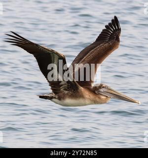 Der Malibu Pelican, ein majestätischer Küstenvogel, schwingt anmutig über den Pazifik, bekannt für seine beeindruckende Flügelspannweite, seine Angelkünste und seine ruhige Präsenz Stockfoto