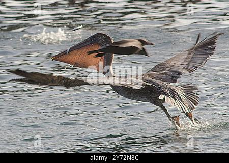 Der Malibu Pelican, ein majestätischer Küstenvogel, schwingt anmutig über den Pazifik, bekannt für seine beeindruckende Flügelspannweite, seine Angelkünste und seine ruhige Präsenz Stockfoto