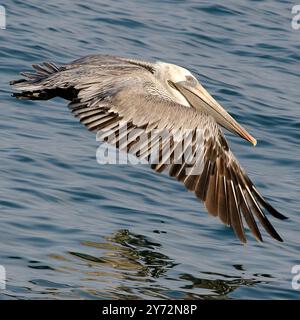 Der Malibu Pelican, ein majestätischer Küstenvogel, schwingt anmutig über den Pazifik, bekannt für seine beeindruckende Flügelspannweite, seine Angelkünste und seine ruhige Präsenz Stockfoto