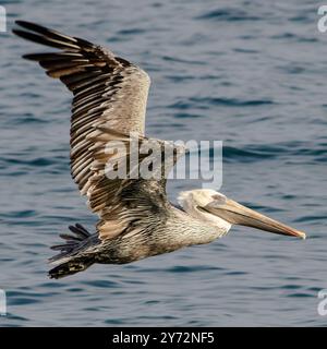 Der Malibu Pelican, ein majestätischer Küstenvogel, schwingt anmutig über den Pazifik, bekannt für seine beeindruckende Flügelspannweite, seine Angelkünste und seine ruhige Präsenz Stockfoto