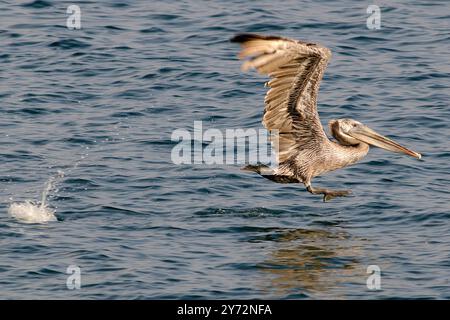 Der Malibu Pelican, ein majestätischer Küstenvogel, schwingt anmutig über den Pazifik, bekannt für seine beeindruckende Flügelspannweite, seine Angelkünste und seine ruhige Präsenz Stockfoto