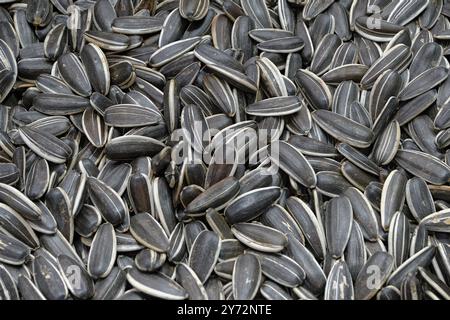 Getrocknete Sonnenblumenkerne, Nahaufnahme. Abstrakter landwirtschaftlicher Hintergrund. Stockfoto