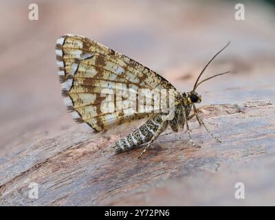 Eine Heidemotte mit Gitter, Chiasmia clathrata, die auf einem Baumstamm ruht. Stockfoto