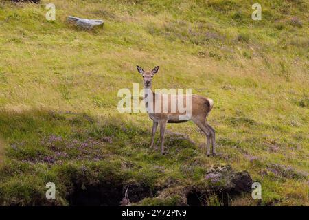 Ein Rotwild, Cervus elaphus, in Alarmbereitschaft. Stockfoto