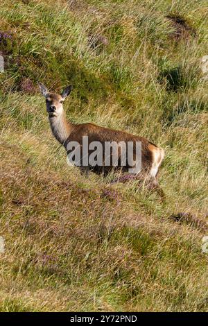 Ein Rotwild, Cervus elaphus, in Alarmbereitschaft. Stockfoto