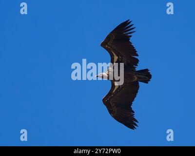 Rüppells Geier, Gyps rueppelli, auch Rüppells Gänsegeier genannt, schweben in einem hellblauen Himmel. Stockfoto