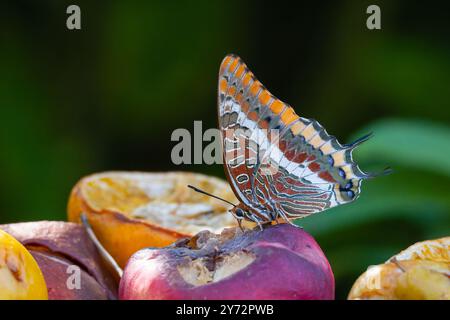 Charaxes Jasius, der zweischwänzige Pascha Stockfoto