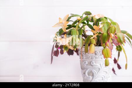 Schlumbergera. Blühender gelber Kakteen auf hellem hölzernem Hintergrund. Stockfoto