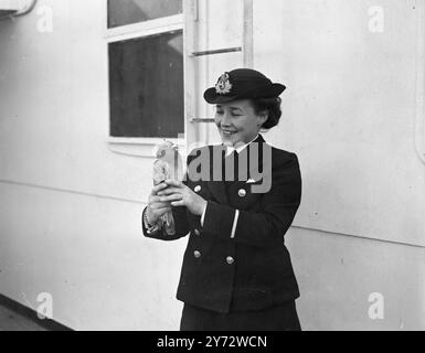 Als die Cunnard-White Star RMS Queen Elizabeth eines Tages aus Southampton auf ihrer Jungfernfahrt nach New York auszog und erschöpfte Zieltaube auf dem Bootsdeck des Schiffes gefunden wurde. Der Vogel ist jetzt in guten Händen im Schiff und wird nach England gebracht, wo er beim Anlegen des Schiffes freigelassen wird. Das Bild zeigt die Taube, die in der Obhut einer der weiblichen Offiziere von Queen Elizabeth, Ms. Davies, von Bristol ist. 23. Oktober 1946 Stockfoto