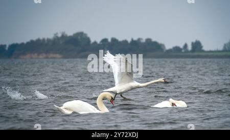 Ein eleganter weißer Schwan fliegt über dem Wasser Stockfoto