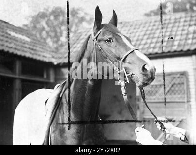 Neun von fünfzehn Teilnehmern für die King George VI Stakes, die zum ersten Mal in Ascot ausgetragen werden, sind in Frankreich ausgebildete Pferde. Die Veranstaltung, die als „das Rennen des Jahrhunderts“ bezeichnet wurde, wird von der Creme des britischen und französischen Rasenviertels umstritten, darunter: 'Airborne' - Derby und St Leger Gewinner, 'Souverain' - Gewinner des französischen St Leger und Grand Prix de Paris, 'Bright News' - Gewinner des irischen Derbys und der Meisterschaftsplatte, 'Bouton Rose' - belgischer Grand Prix Gewinner, 'Look Ahead' - Gewinner der Ascot Gold Vase und des St Leger und aus demselben Stall. Foto zeigt : Eine Kopfstudie Stockfoto