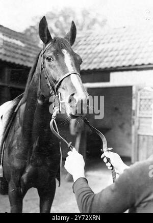 Neun von fünfzehn Teilnehmern für die King George VI Stakes, die zum ersten Mal in Ascot ausgetragen werden, sind in Frankreich ausgebildete Pferde. Die Veranstaltung, die als „das Rennen des Jahrhunderts“ bezeichnet wurde, wird von der Creme des britischen und französischen Rasenviertels umstritten, darunter: 'Airborne' - Derby und St Leger Gewinner, 'Souverain' - Gewinner des französischen St Leger und Grand Prix de Paris, 'Bright News' - Gewinner des irischen Derbys und der Meisterschaftsplatte, 'Bouton Rose' - belgischer Grand Prix Gewinner, 'Look Ahead' - Gewinner der Ascot Gold Vase und des St Leger und aus demselben Stall. Foto zeigt : Eine Kopfstudie Stockfoto