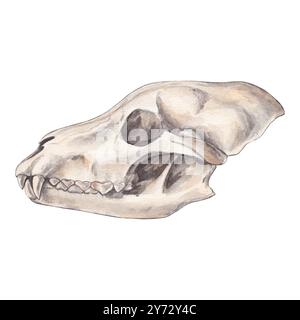 Wolfsschädel. Handgezeichnetes Aquarellbild eines wilden Tierskeletts. Clipart auf weißem Hintergrund zum Thema Jagd, Tierhaltung, ana Stockfoto