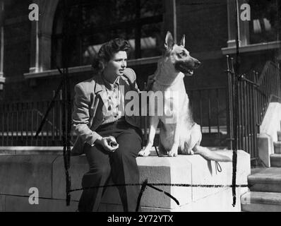 Die Associated Sheep, Police and Army Dog Society veranstaltete ihre 25. Hundeausstellung in der Royal Horticultural Hall, Vincent Square, London. Unter den Einsendungen waren viele Hunde, die während des Krieges bei der Armee, der RAF und der Zivilverteidigung dienten. Das Bild zeigt: Einer der Eingänge der elsässischen Klasse 'Dreadnoughts Faulein von Leimair' mit ihrer Besitzerin Frau D Beech, heute Morgen bei der Show. 5. September 1946 Stockfoto