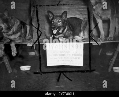 Die Associated Sheep, Police and Army Dogs Society veranstaltete ihre 25. Docks Show in der Royal Horticultural Hall, Vincent Square, London. Unter den Einsendungen waren viele Hunde, die während des Krieges bei der Armee, der RAF und der Zivilverteidigung dienten. Das Bild zeigt: Der graue Junge von Norn und eine Nachricht, die Liebhaber von Schoßhunden abschrecken soll. 5. September 1946 Stockfoto