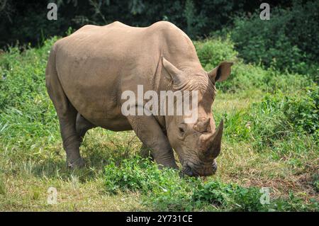 Weißes Rhinozerus (Ceratotherium simum) im Uganda Wildlife Education Centre Entebbe Uganda Stockfoto