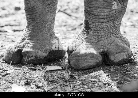 Die Füße eines Weißen Rhinozeros (Ceratotherium simum) im Uganda Wildlife Education Centre in Entebbe Uganda Stockfoto