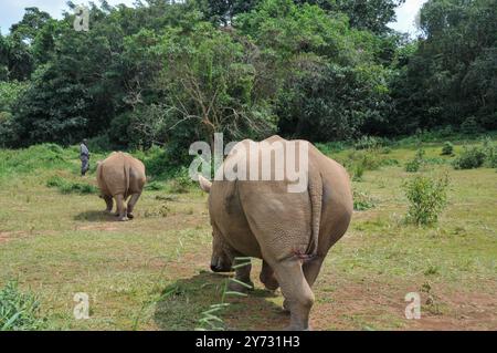 Weißes Rhinozerus (Ceratotherium simum) im Uganda Wildlife Education Centre Entebbe Uganda Stockfoto