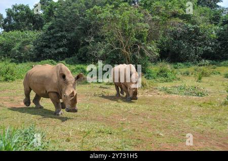 Weißes Rhinozerus (Ceratotherium simum) im Uganda Wildlife Education Centre Entebbe Uganda Stockfoto