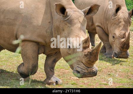 Weißes Rhinozerus (Ceratotherium simum) im Uganda Wildlife Education Centre Entebbe Uganda Stockfoto